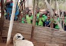 Een les over schapen en fietsen